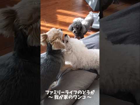 【わんこの日常】今日も元気な我が家の仲良しワンちゃん達♪【かわいい犬の動画】#shorts #トイプードル #ヨーキー