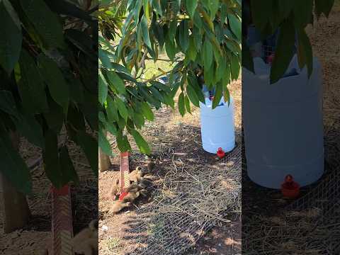 duck raising system under durian tree #agriculture #100m