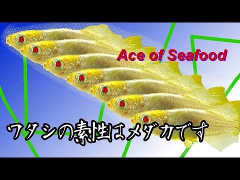 射撃系魚介類[Ace of seafood]