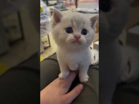 おしゃべりな赤ちゃん猫