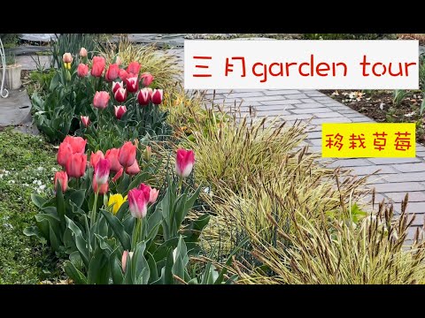 三月garden tour,草莓爬满了一地，移栽和淘汰二年以上的草莓。