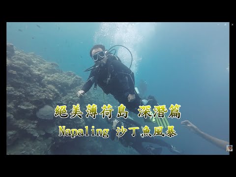 如何在薄荷島看沙丁魚風暴 Napaling 體驗潛水超有趣【絕美薄荷島 Napaling深潛看沙丁魚風暴】 電眼帥偉