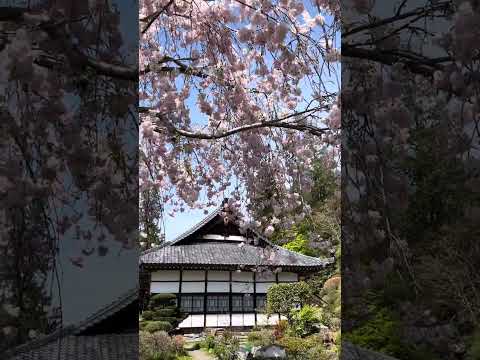 埼玉　長瀞　法善寺の桜　②