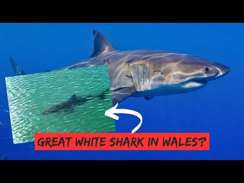 IS THIS A GREAT WHITE SHARK FILMED IN WALES THIS WEEK? 🏴󠁧󠁢󠁷󠁬󠁳󠁿 🦈