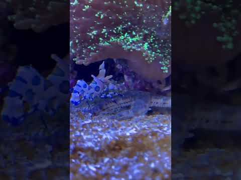 Harlequin Shrimp 01 #shorts #harlequin #shrimp