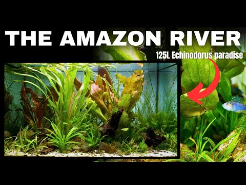 Amazon Inspired *Echinodorus Only* Aquarium (Step by Step Aquascape Tutorial)