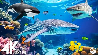 Aquarium 4K VIDEO (ULTRA HD) - Beautiful Coral Reef Fish - Sleep Relaxing Meditation Music