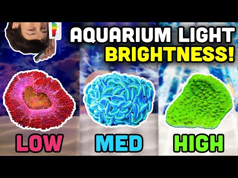 How Bright is YOUR Tank? Understanding Light Intensity in Reef Aquariums!