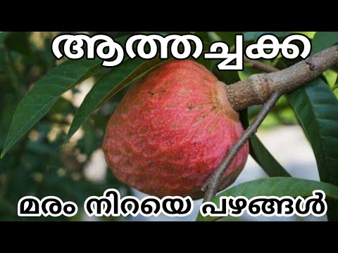 ആത്തച്ചക്ക|| കിടിലൻ പഴം ||#fruit#gardening #aathachakka #krishi#malayalam