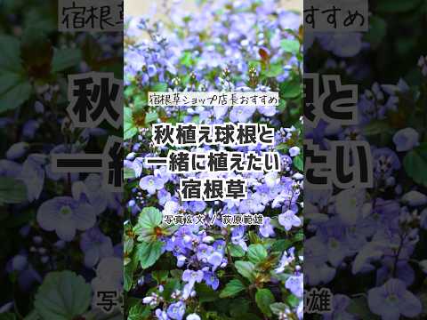 花の競演が楽しめる！秋植えの球根といっしょに咲く宿根草 #球根 #秋植え #宿根草 #shorts #ガーデニング