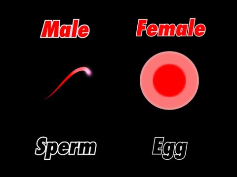 Male vs Female || After Effect Animation || By- @silentvines1144