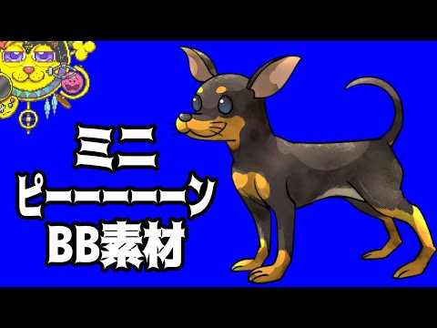 ミニピーーーーーーーンBB