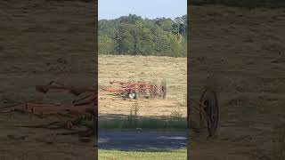 Efficient haymaking with a wheel hay rake #haymaking  #bale #farminglife #tractor #farmer #shorts