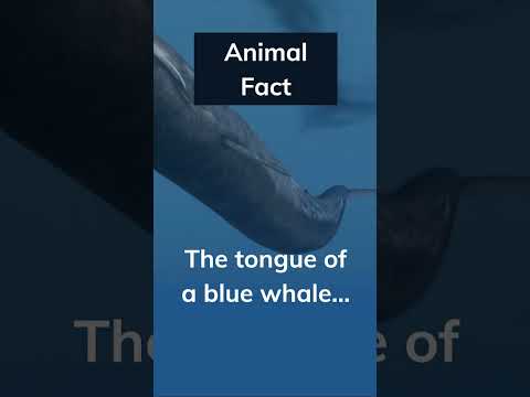 Is this how you swim? Let me know in the comments below  👇 #animalfacts #whale #shorts #swimming