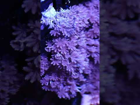 Coral Farming at its Finest! #aquarium #reef #farming #animals