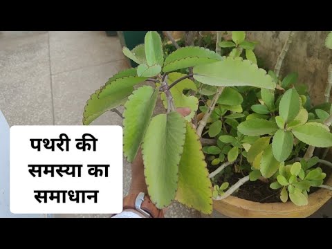 पथरी की समस्या का समाधान | पत्थरचट्टा से पथरी का इलाज | pattharchatta plant health benefits