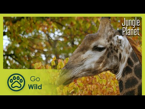 Butterfly Forest: South African Savannah | Jungle Planet 4/26 | Go Wild