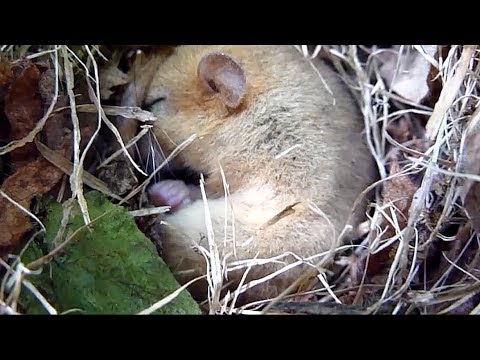 動物界的“睡神”，一年有九個月在睡覺，可能睡著睡著就餓死了