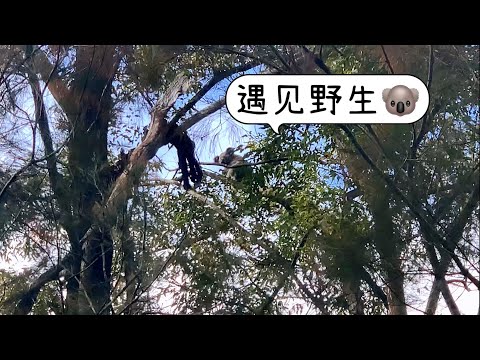 野生动物天堂的澳洲，家门口散步竟然也能遇到可爱的野生考拉🐨