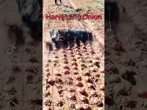 Onion Harvesting