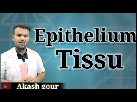 Epithilium Tissue in ( हिंदी ) animal tissue आसन तरीके से समझे। 3d images