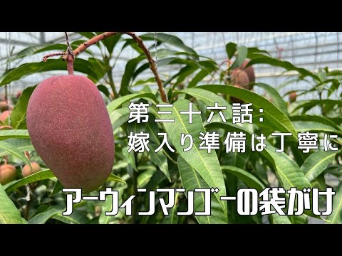 【第三十六話】収穫前の最終段階！ 〜 アーウィンマンゴーの袋がけ 〜