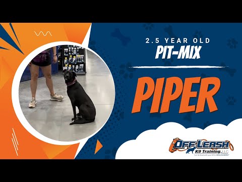 Pit-Mix , 2.5 Year Old, Piper | Two Week BNT| Best Dog Trainers Northern VA |  Off Leash K9