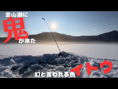 金山湖で幻の魚イトウと出逢えた！