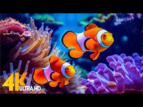 Aquarium 4K VIDEO (ULTRA HD) 🐠 Beautiful Coral Reef Fish - Relaxing Sleep Meditation Music #24