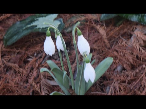 スノードロップ・クリスマスローズ・河津桜／宇治市植物公園