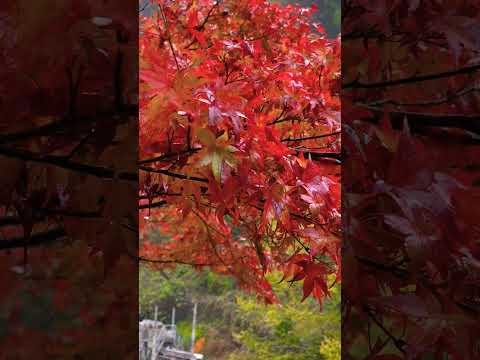 【癒し動画】熊本県菊池市  菊池溪谷  紅葉🍁  もみじ   #松山千春   #shorts