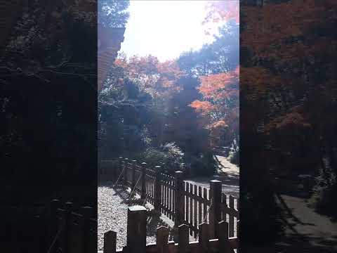 紅葉の京都2024/12/2、海住山寺 #kyoto #shorts #japan