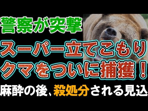 【猟友会も警戒】警察が突撃しクマ捕獲を確認。クマは麻酔を打たれ処置へ。秋田市のスーパー