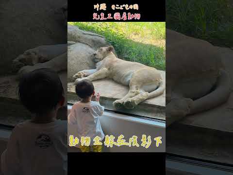 【親子旅行】國民寶寶『新醬』造訪沖縄兒童樂園&動物園🐒｜根本Kids在旅行