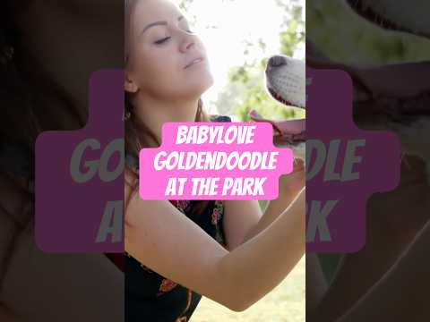 Goldendoodle Babylove Meets Old Park Man (SURPRISES AHEAD)