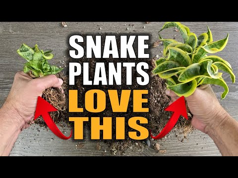 Snake Plant Propagate by Division: Sansevieria