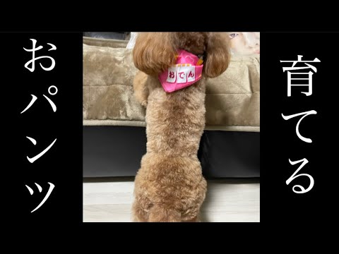 おパンツカットに育てていきます❣️親子そっくりさん計画【トイプードル】