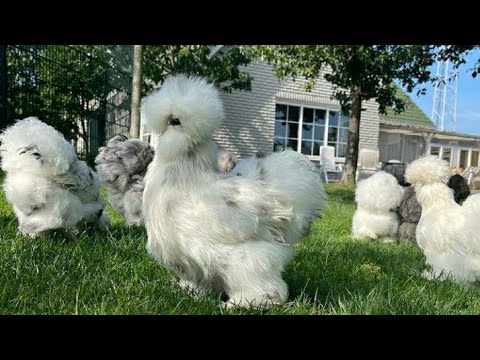 American Silkie Chicken Breeds for Sale || Silkie Hen price in Pakistan