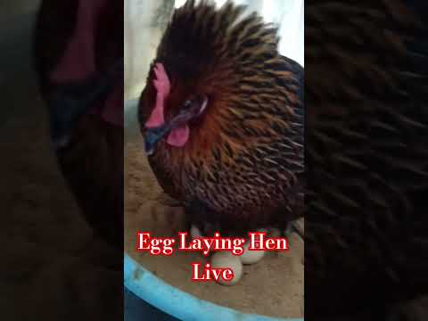 Egg Laying live 📸 #shorts #poultryfarming #youtubeshor #youtubeshorts