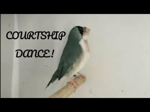 Have you ever seen gouldians dancing?