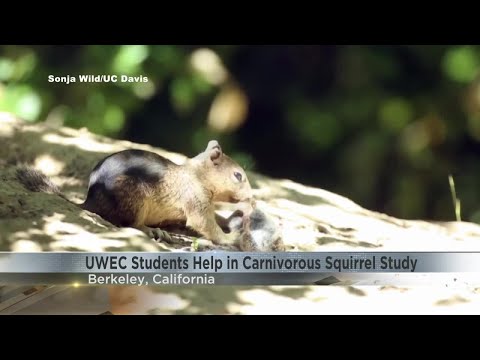 UW-Eau Claire students help in study that discovered carnivorous squirrels in California