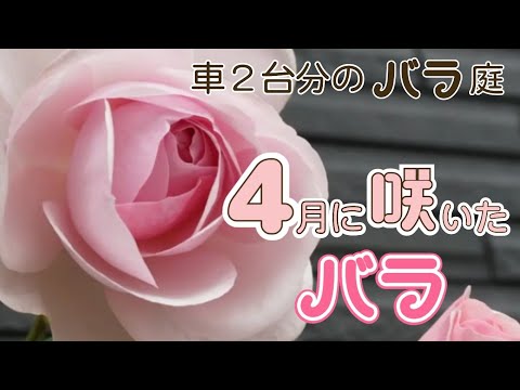 オリビアローズオースチンの開花🌹最近のお世話について【まだ咲かない】