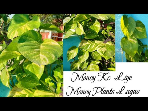 Money Plants  #karigardidi  #subscribers #plants bscribers #plants #moneyplants