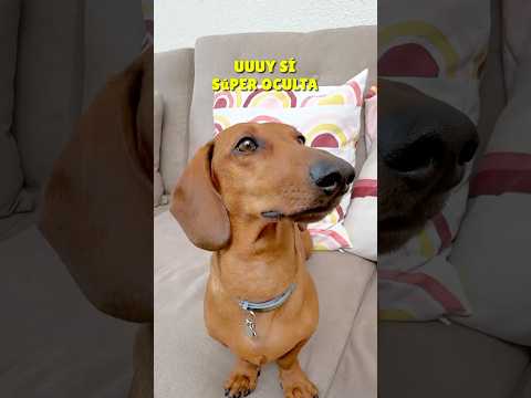 Me PILLAN!😱 Cámara OCULTA🤣 #perrosalchicha #teckel #dachshund