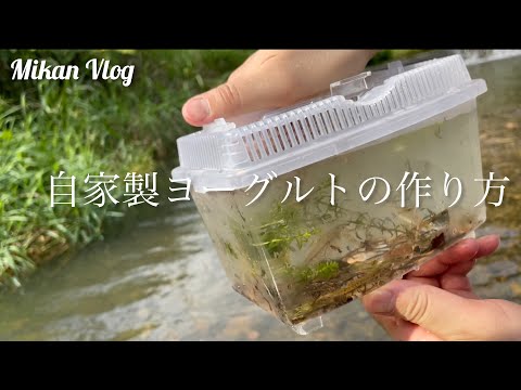 【Vlog】川遊び/自家製ヨーグルト作り方/サマーウォーズ暗号