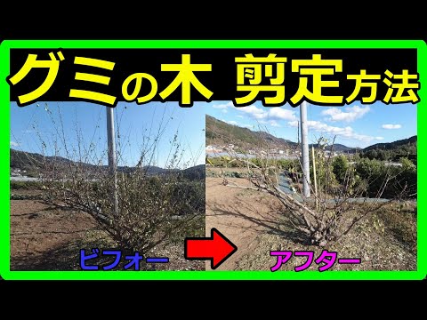 【グミの木】剪定方法について分かりやすく解説！実を食べるためには剪定作業（枝を切る）が必要です！トゲがあるので注意！食べ方は生食やジャムがオススメ！