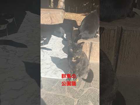 群馬の公園猫に会いに行きました　みんな元気ですね　I went to see the cats in the park in Gunma. [群馬県】【2024秋】【公園猫】 #猫動画