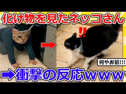 【2ch動物スレ】巨大猫に変装した飼い主がネッコを待ち伏せ→結果ｗｗｗｗ