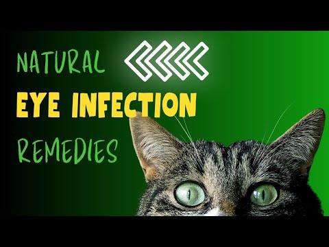 Natural Remedies for Cat Eye Infections | Holistic Veterinary Advice