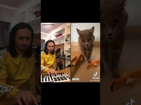 Singing Cat | TikTok Duet | @TheKiffness